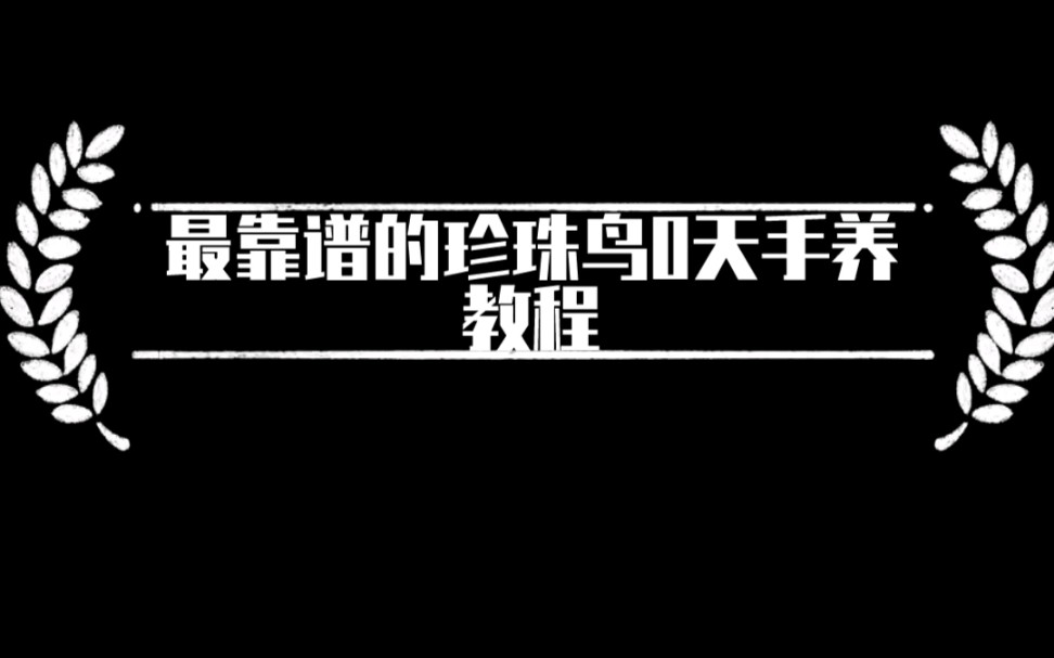 最靠谱的珍珠鸟0天手养教程哔哩哔哩bilibili