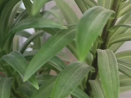 生长中的百合花