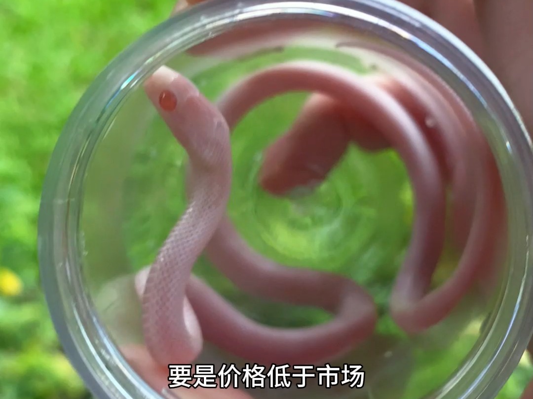 暴风雪玉米蛇太贵,把价格打下来?