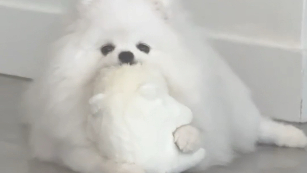 对着自己的阿贝贝踩奶的小狗