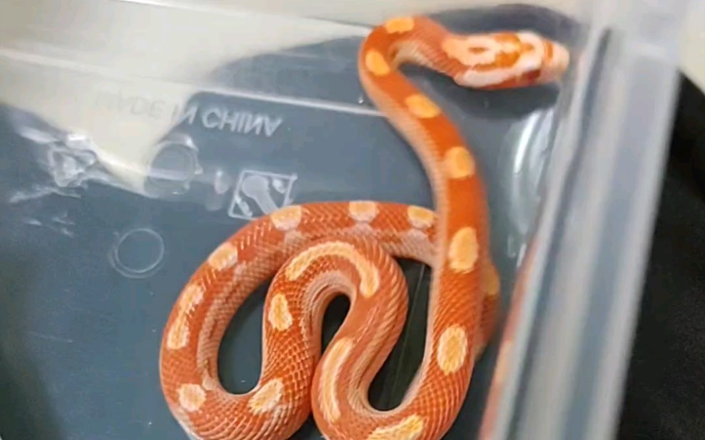 玉米蛇苗子日常拍摄