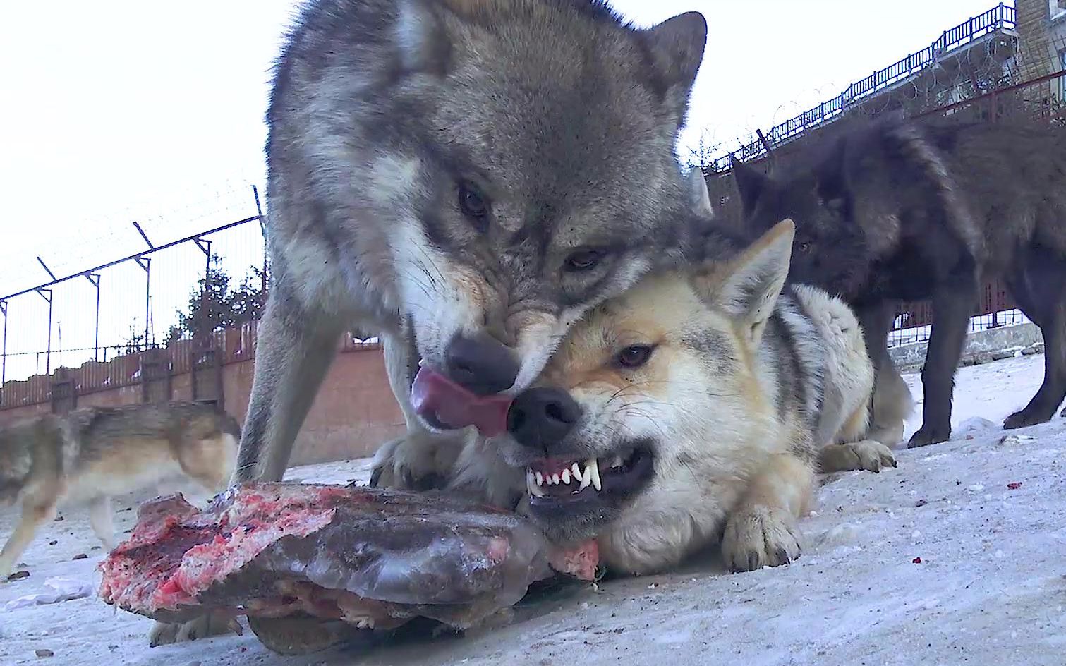 狼群出现异动,狼王立马抛下食物冲锋在前!