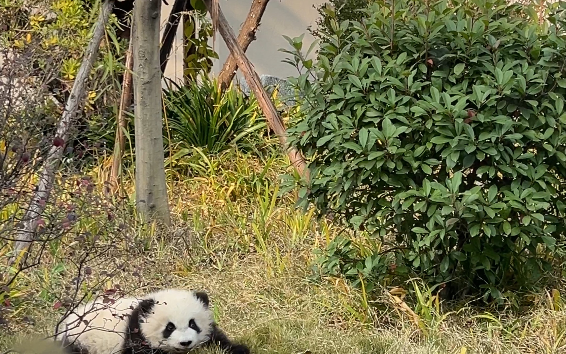 熊猫地毯小鳌拜,新晋顶流,星星产房的新鲜小熊