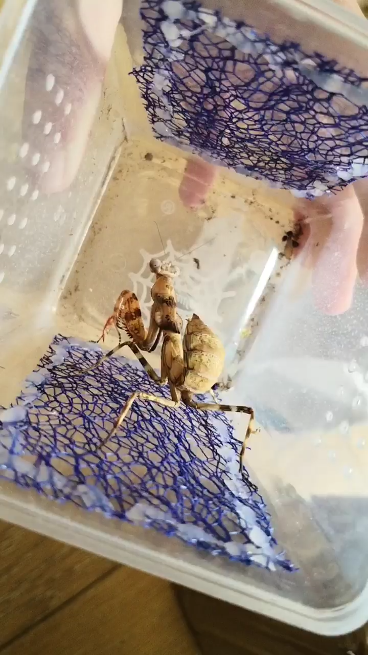 印尼双盾螳螂开箱真的是又大好看的品种