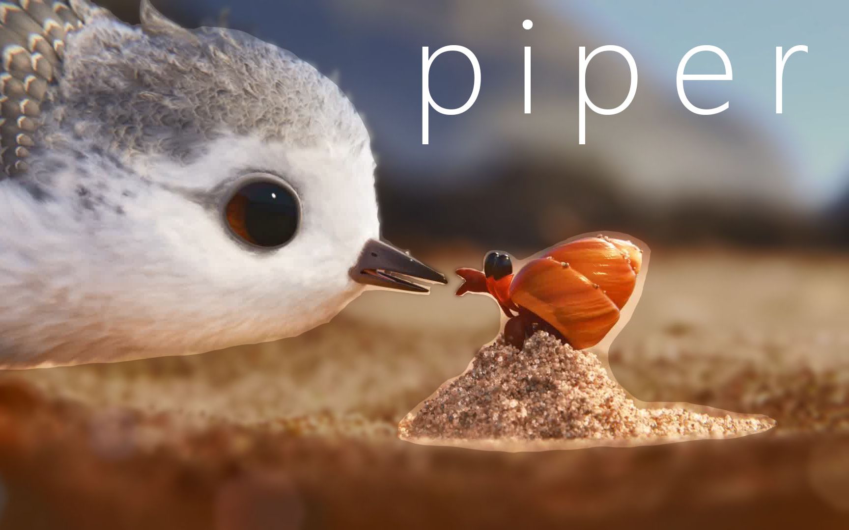 piper鹬高清图图片