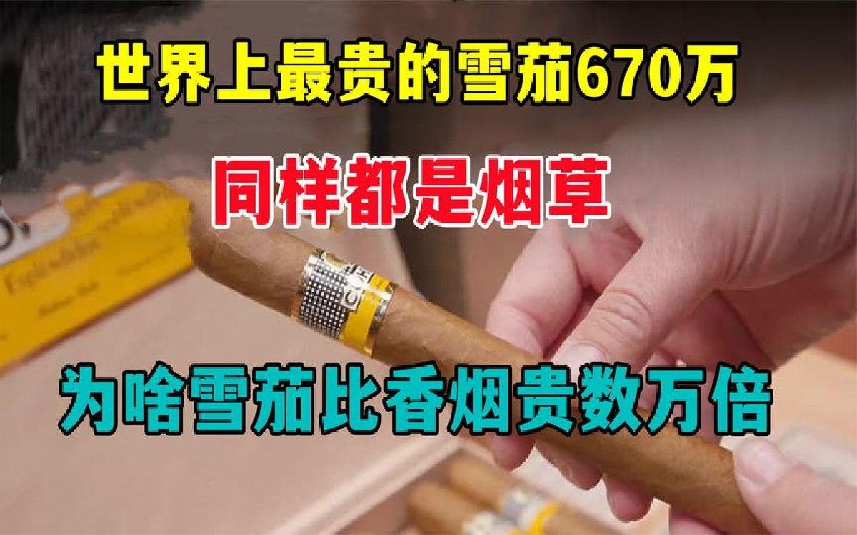 一支雪茄670万!同样是烟草,为啥雪茄比香烟贵万倍?哔哩哔哩bilibili