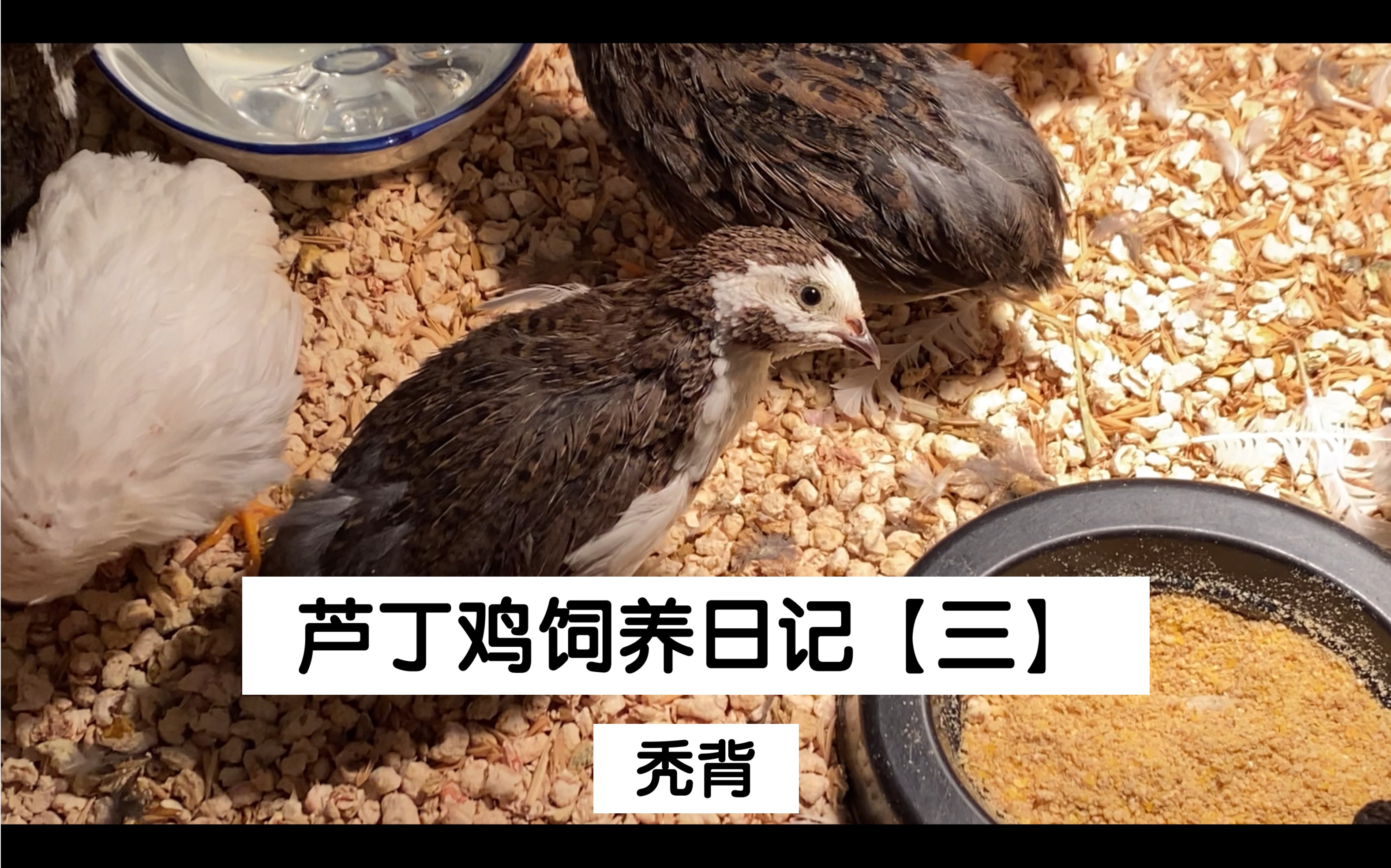 活动作品芦丁鸡饲养日记三秃背