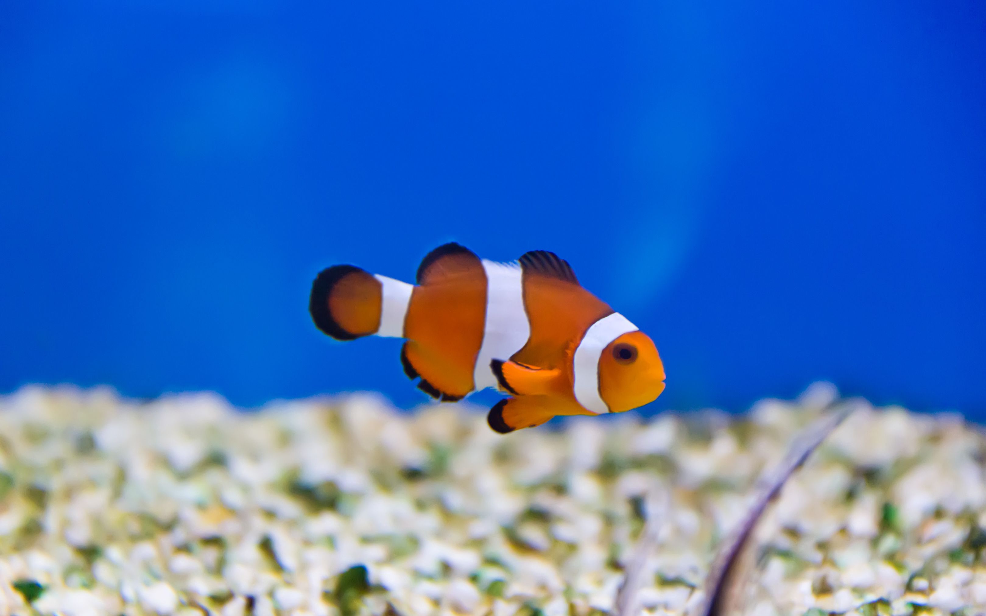 我也开始养【鱼】啦!大家快来看,风水鱼,大家一起旺