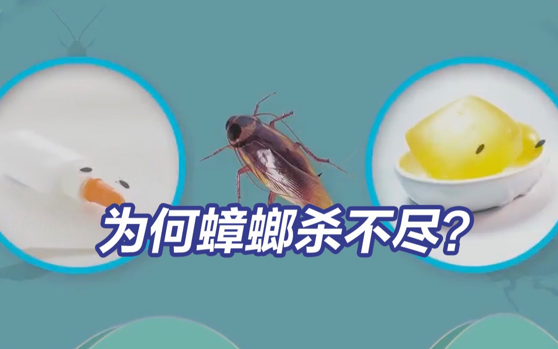 大蟑螂能饿3个月不死!1只蟑螂1年能繁衍出1000万只蟑螂哔哩哔哩bilibili