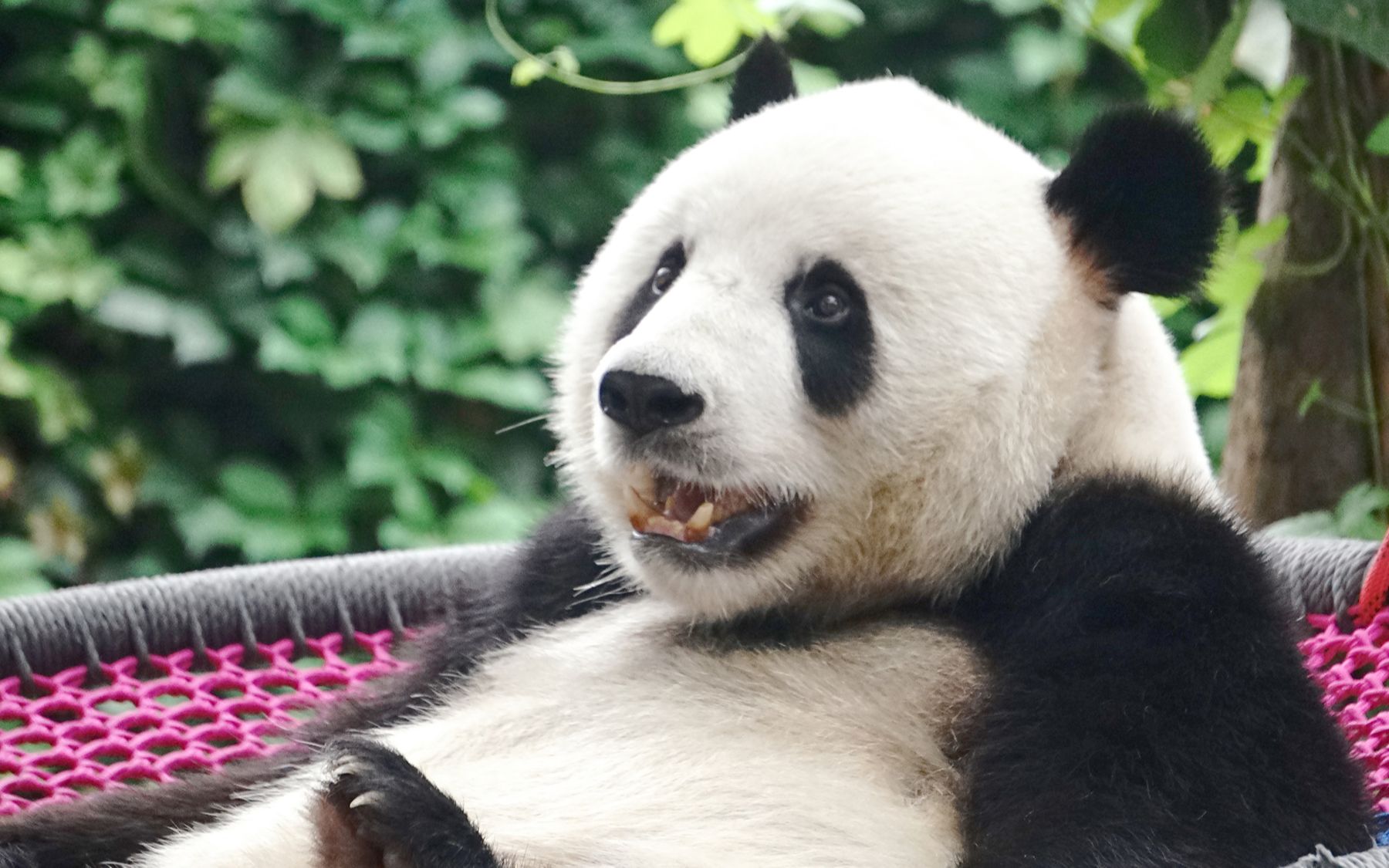 大熊猫萌大 萌哒哒爱小吊篮(这是一个看着眼晕的视频(~)~*)))_哔哩