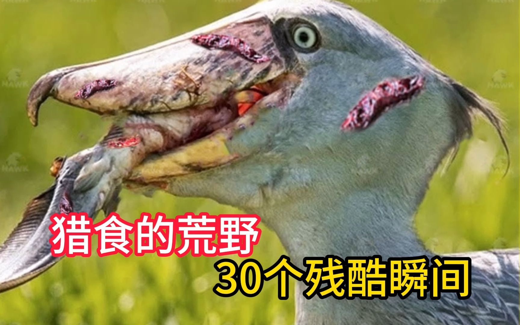 猎食的荒野:鸟类凶猛捕猎的30个残酷瞬间