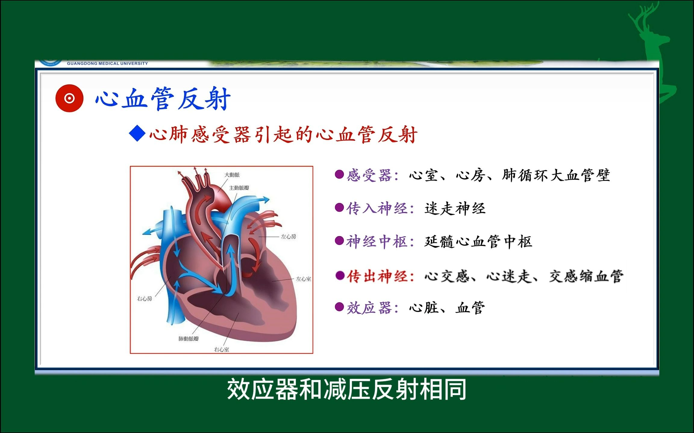 #心肺感受器引起的心血管反射#人体生理学#医学科普#每天学习一点点哔哩哔哩bilibili