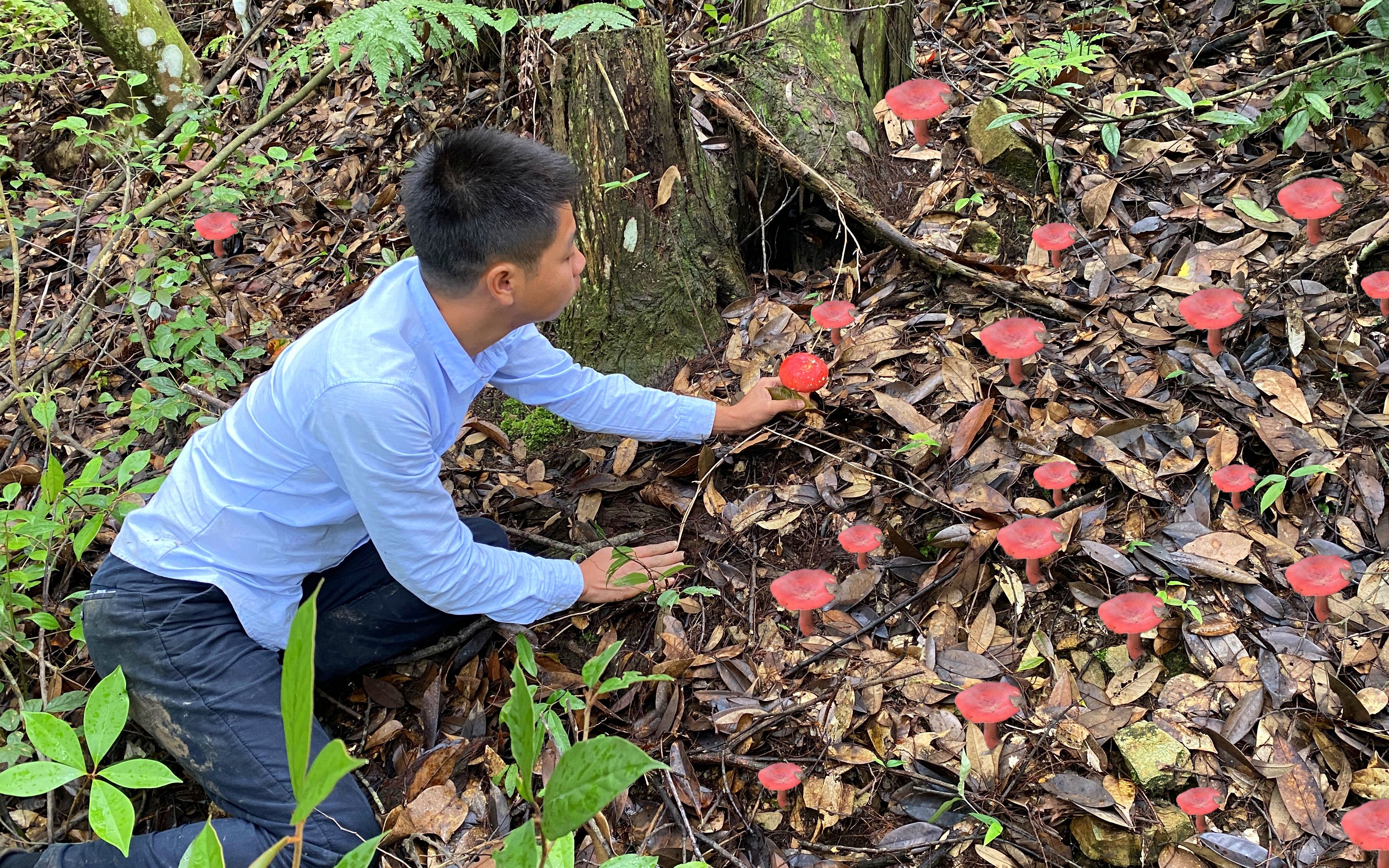 这种宝贝能卖1000元一斤,小伙扒开树叶惊喜一个接一个,收获满满
