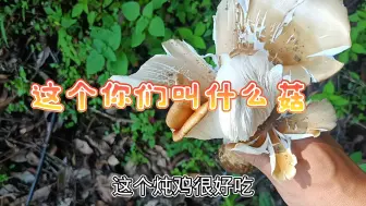 Download Video: 九月份采蘑菇鸡枞，除了深山老林，山脚周边基本被横扫了！