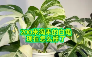 Tải video: 当时200淘来的白龟，现在怎么样了！