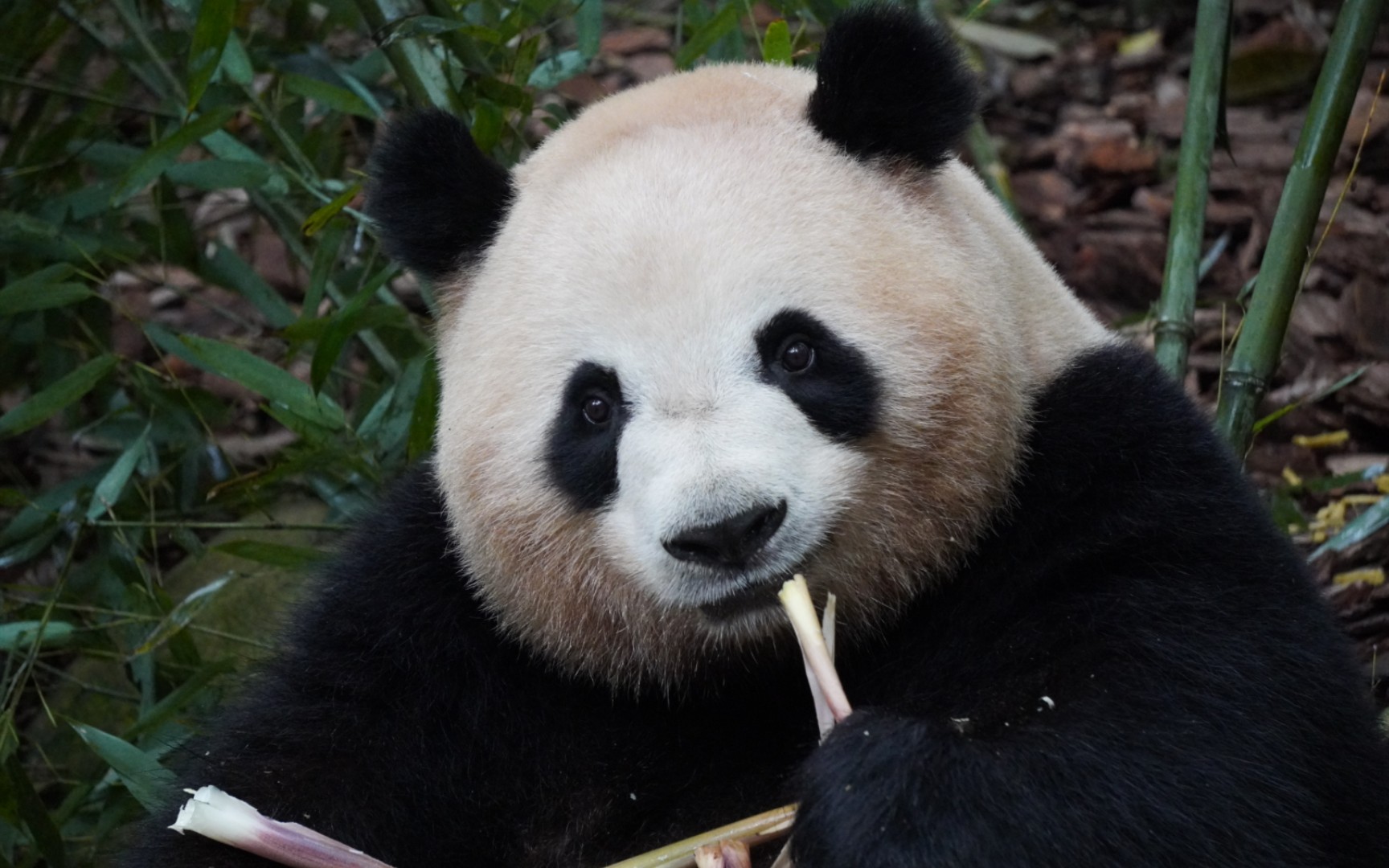 【梅兰肉肉】小肥肉的家里有矿吃笋法,掐头去尾吃笋笋,真的是会享受的