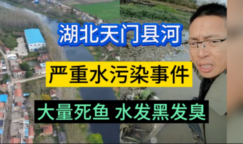 湖北天门县河:严重水污染事件,出现大量死鱼,水发黑发臭,长达30公里的污染河段哔哩哔哩bilibili