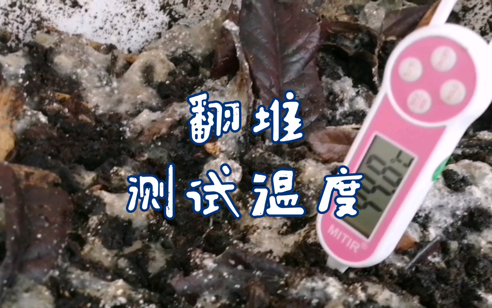 Descargar video: 腐熟的菜籽饼和菠萝皮二次发酵第10天翻堆状态和温度测试情况