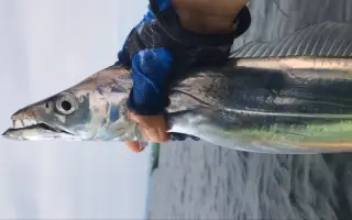 太刀鱼 搜索结果 哔哩哔哩 Bilibili