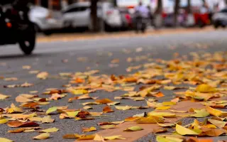 抖音短视频秋天落叶风景素材分享