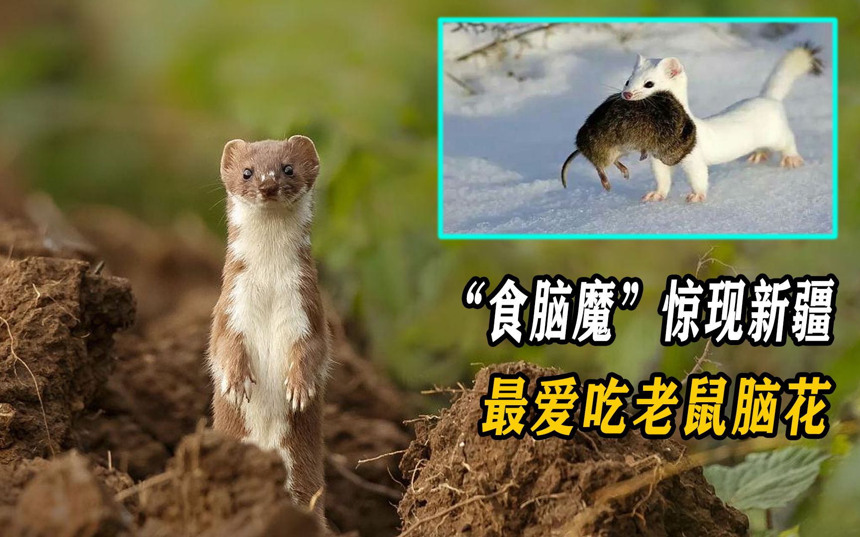 "食脑魔"惊现新疆,最爱吃老鼠脑花,一年灭鼠3000多只