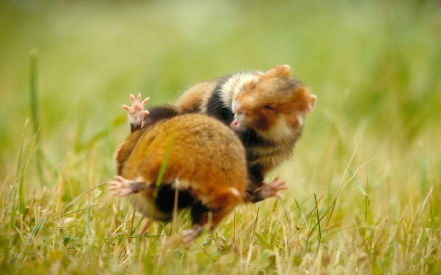 黑腹仓鼠的叫声魅惑体香诱人,引得无数又强又壮的雄性为它而战