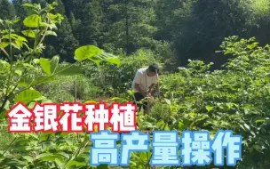 下载视频: 金银花种植实现一颗30斤，就得这样修剪枝条，农村小伙骚操作