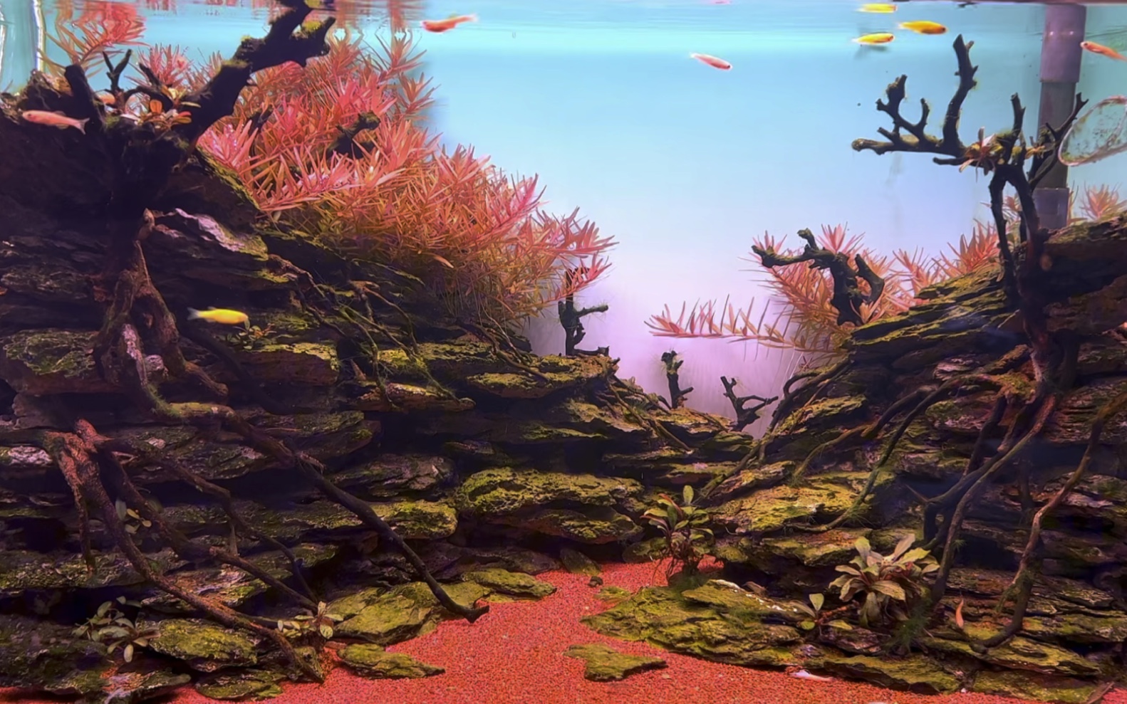 60水草造景小缸慢慢养成中