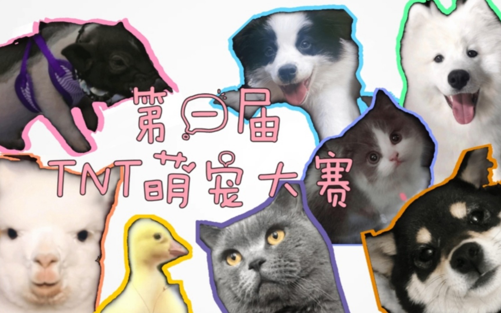 【时代少年团】第一届tnt萌宠大赛开始啦!
