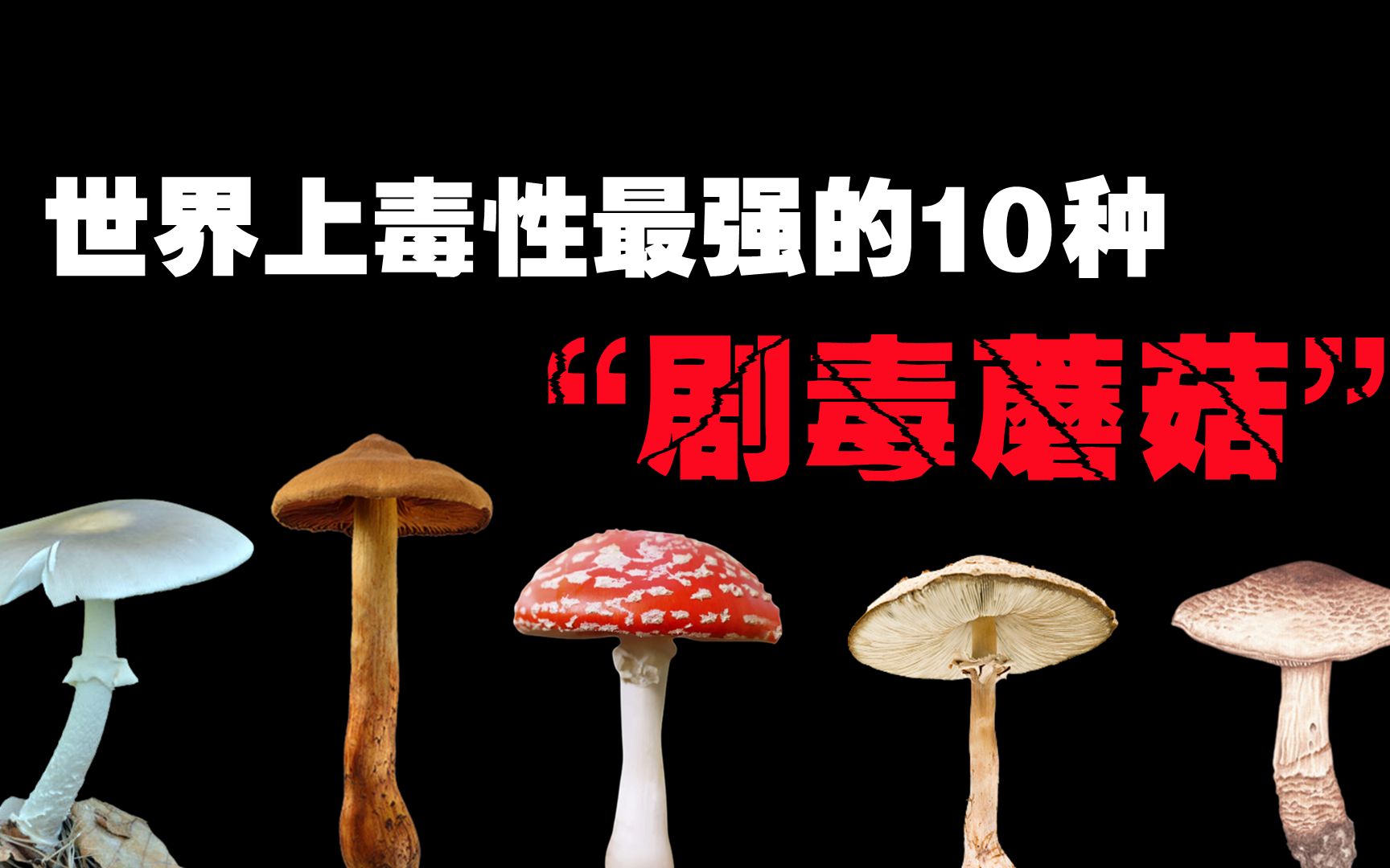 [图]世界上最毒的10大“剧毒蘑菇”，一口就能让我们丧命的致命毒物！