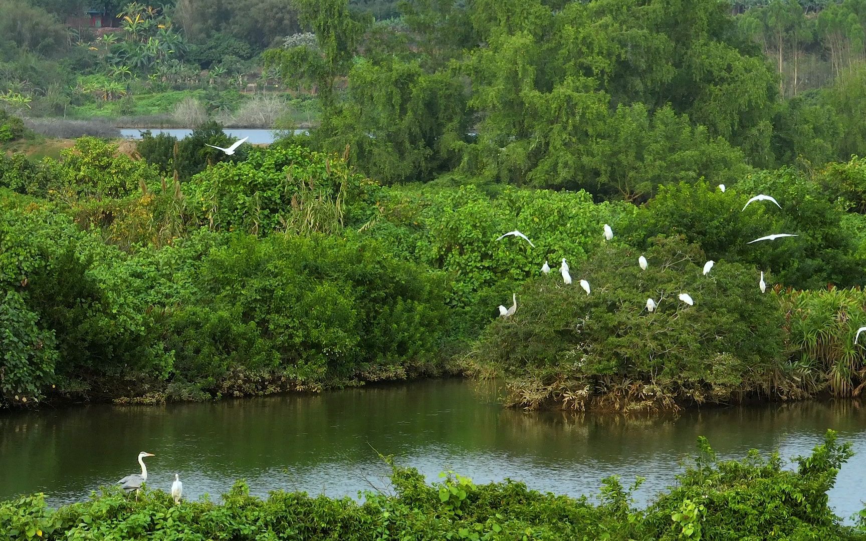 【4k】九龙山红树林国家湿地公园vlog