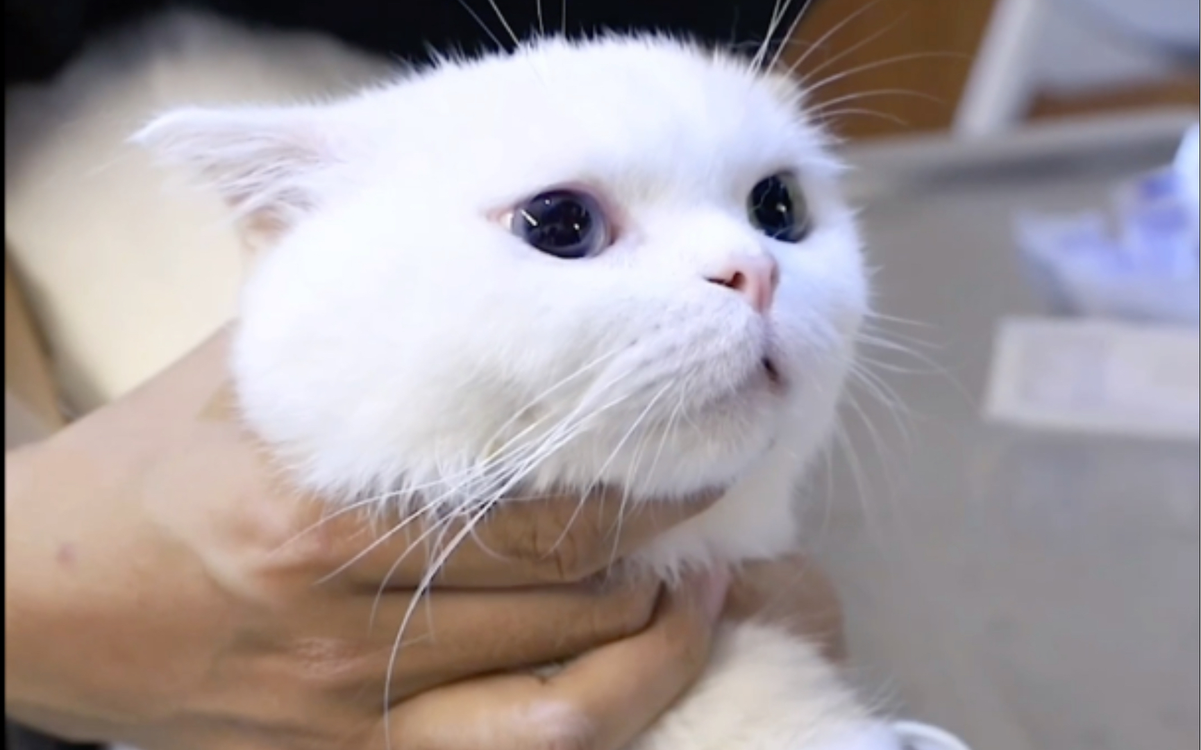 纠结了大半年, 终于决定了带斯基来做绝育!