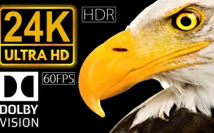 Download Video: 24K HDR 60fps Dolby Vision  Real Black