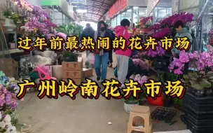 Скачать видео: 🌼探秘过年前的岭南花卉市场，带你感受不一样的年味！🌻