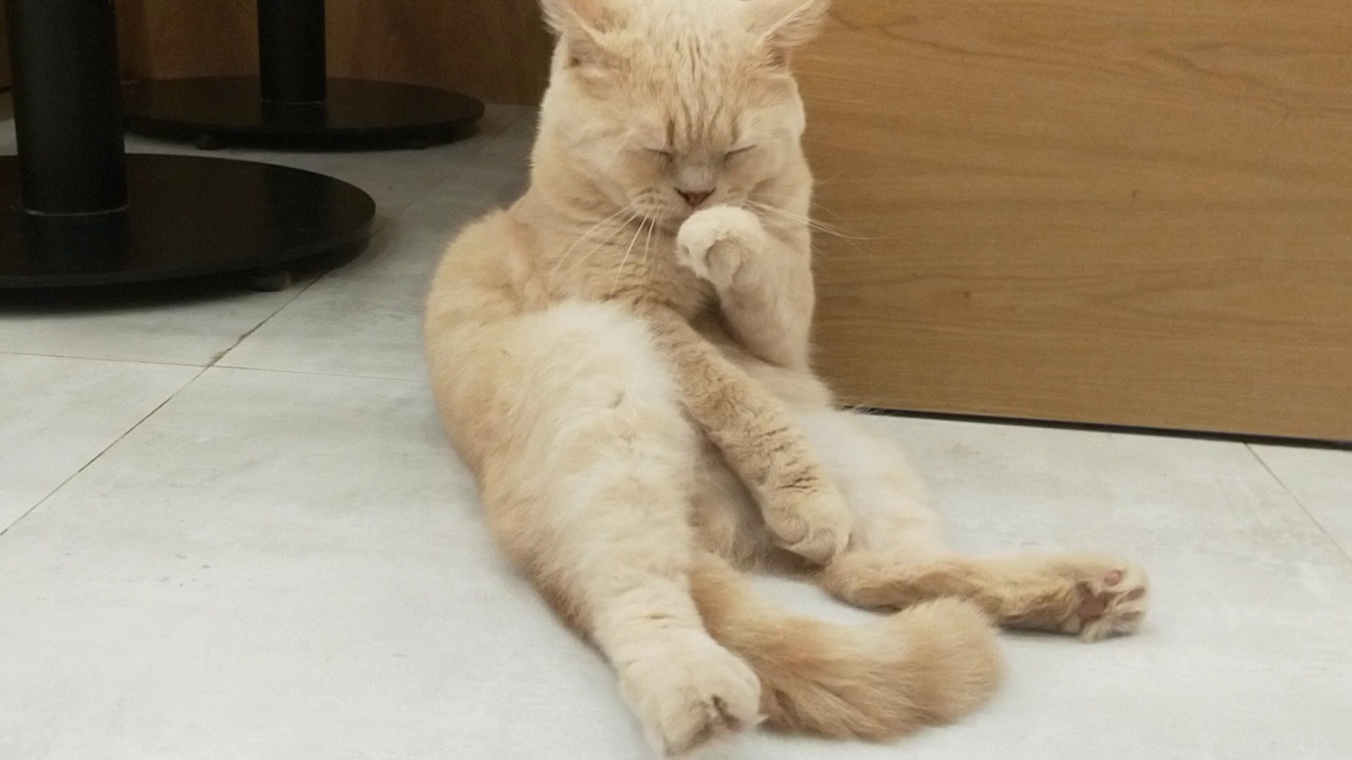 鸡腿猫超级可爱的肥美猫咪