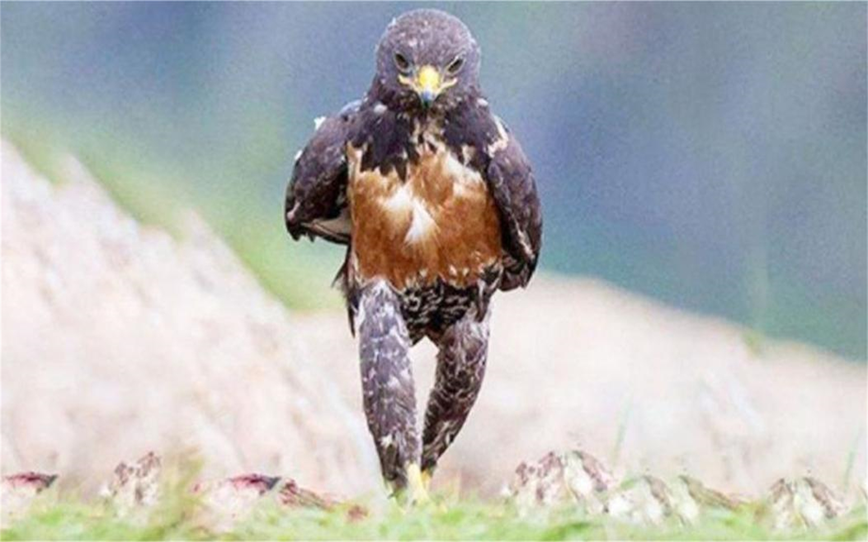 老鹰走路像极了老板,走出六亲不认的步伐,实在太搞笑了