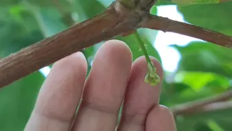 家庭小菜园 夏天和秋天的黄瓜这样栽培 确保后期优质高产 哔哩哔哩 Bilibili