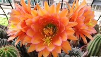 多肉 仙人球开花粉花短毛丸 拍了一晚上 早上起来收图 哔哩哔哩 Bilibili