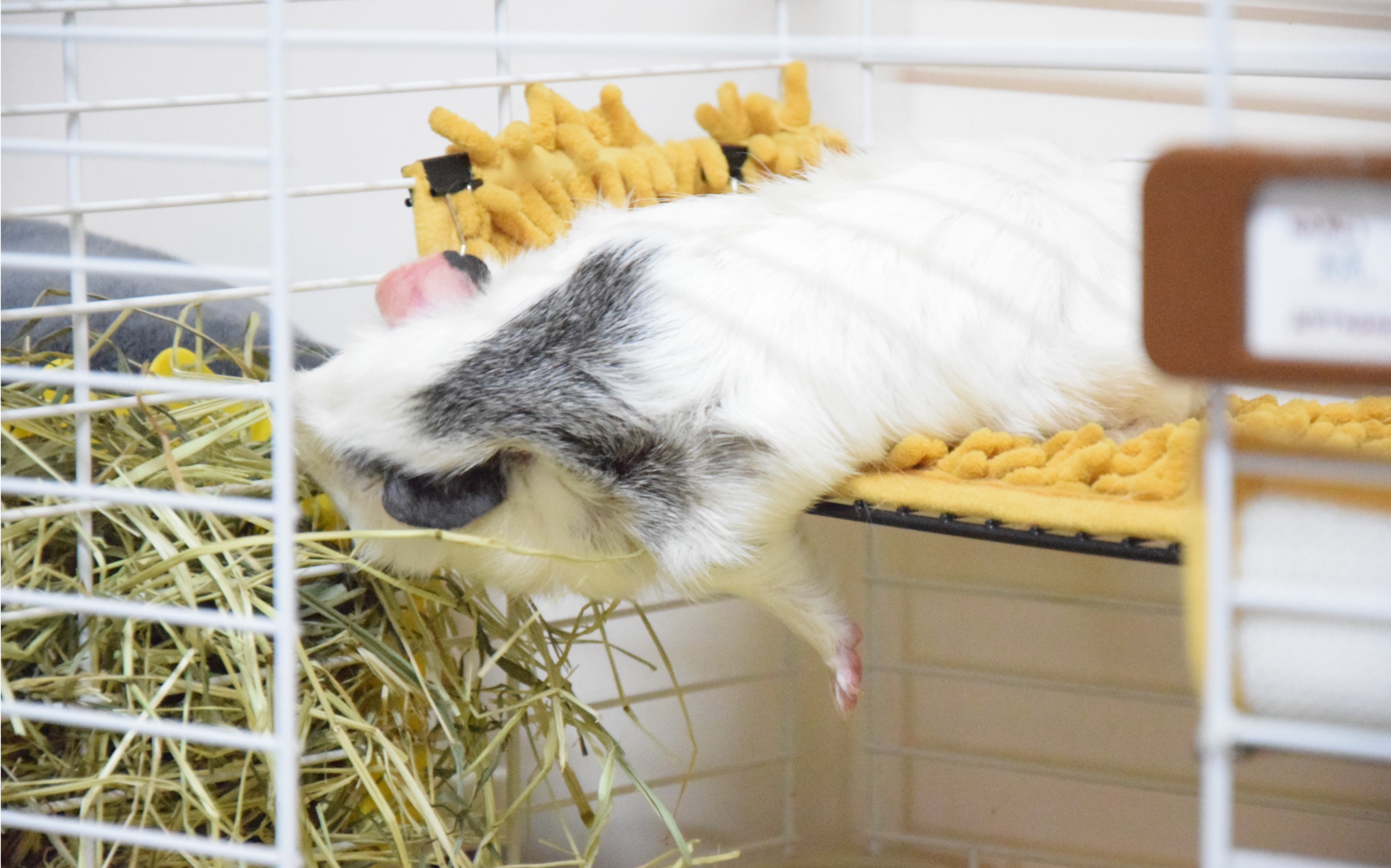 【家有荷兰猪】没有猪比我更懒/你见过这样的吃草姿势吗!