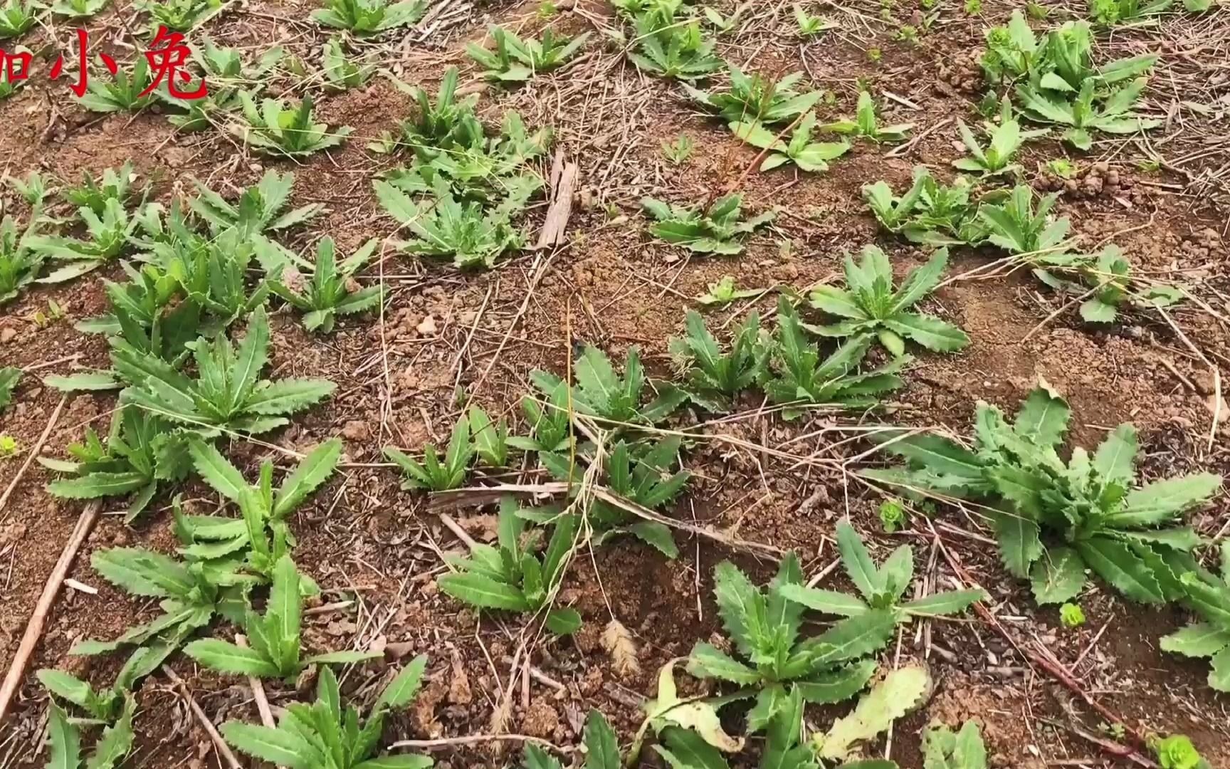 農村田間的七七芽,沒想到有這麼高的價值?挖些回家煮水