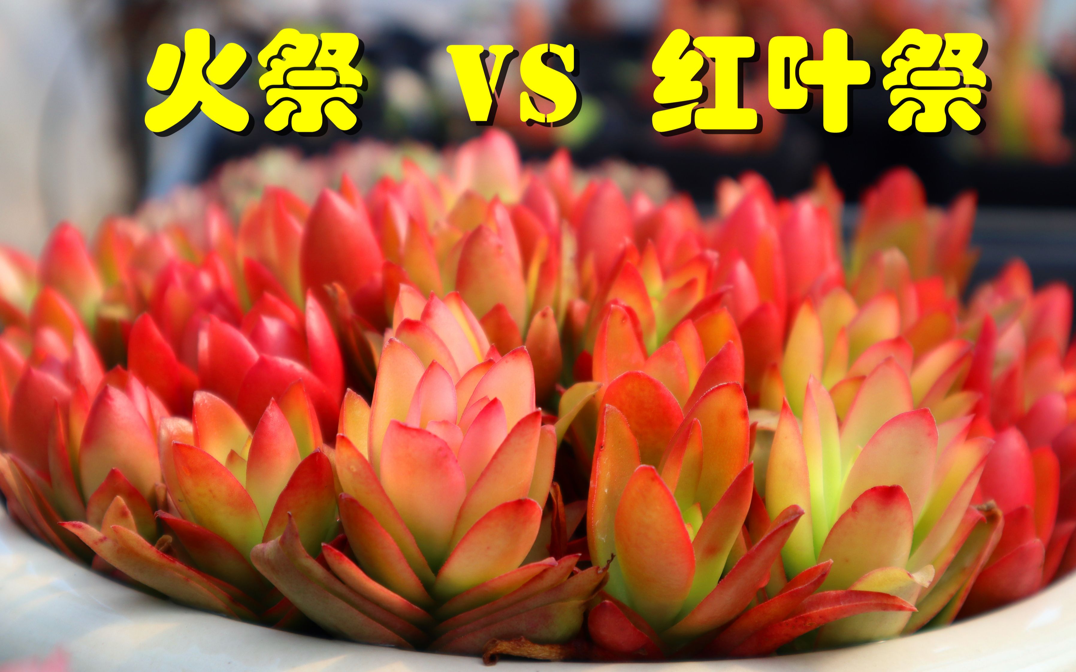 科普向火祭vs红叶祭对比认识下火祭和红叶祭的区别