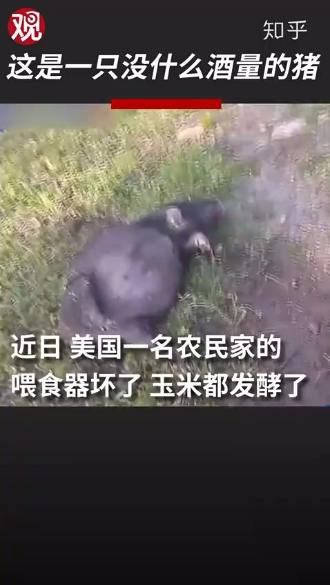 【猪喝醉是什么状态】喝醉的猪,不醒人世.哔哩哔哩bilibili