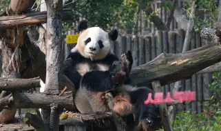 “萌”力十足！刚睡醒的樱浜挠痒痒！可爱加倍！