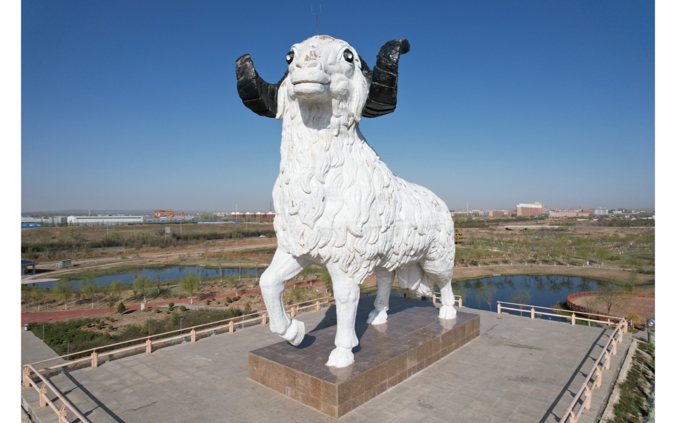 来宁夏盐池啦,给大家康康各个角度的盐池大滩羊,好吃!