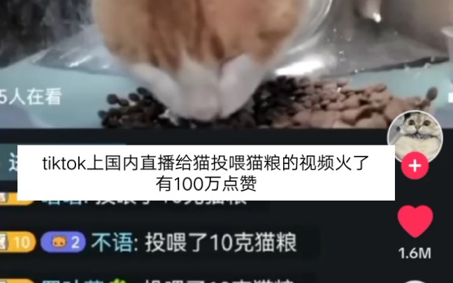 [图]tiktok上刷到国内直播给猫投喂猫粮的视频火了 有100万点赞