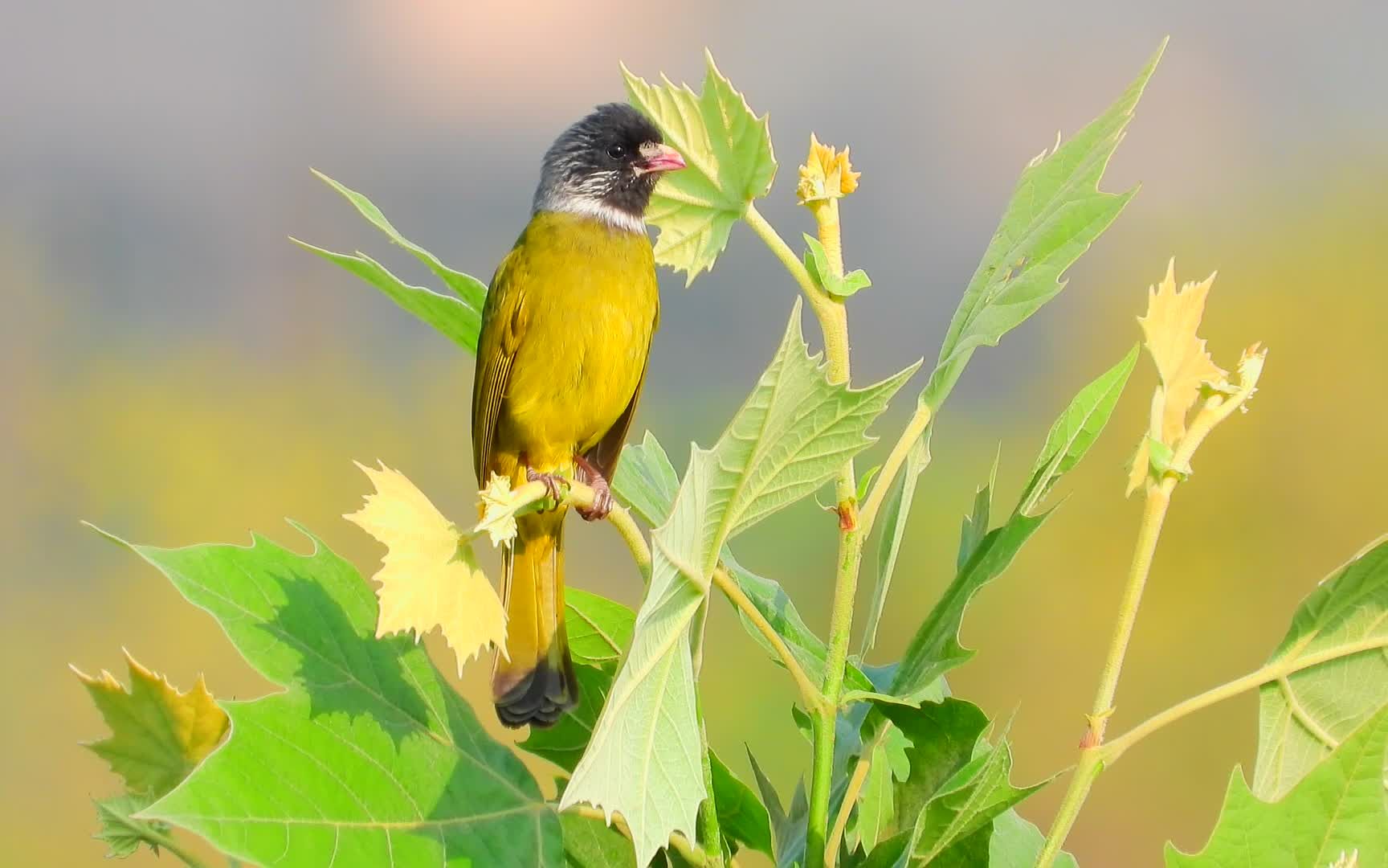 好听的鸟叫声,树顶上的领雀嘴鹎叫声