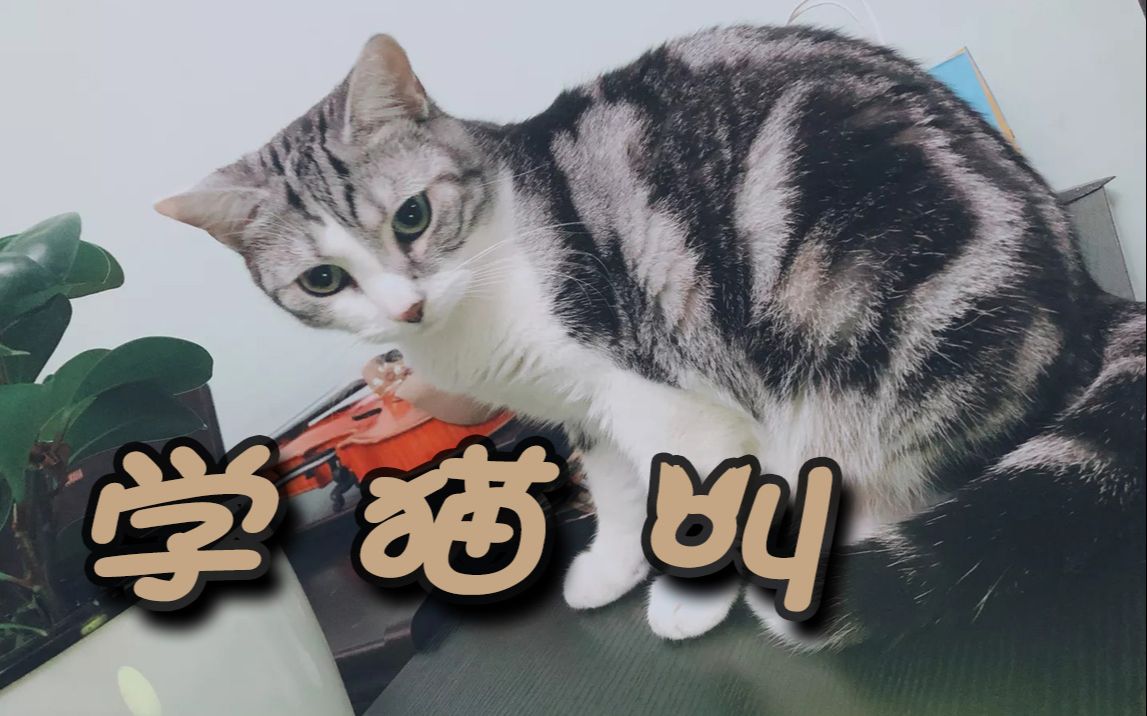 【小提琴/揉揉酱】我们一起《学猫叫》一起喵喵喵喵喵