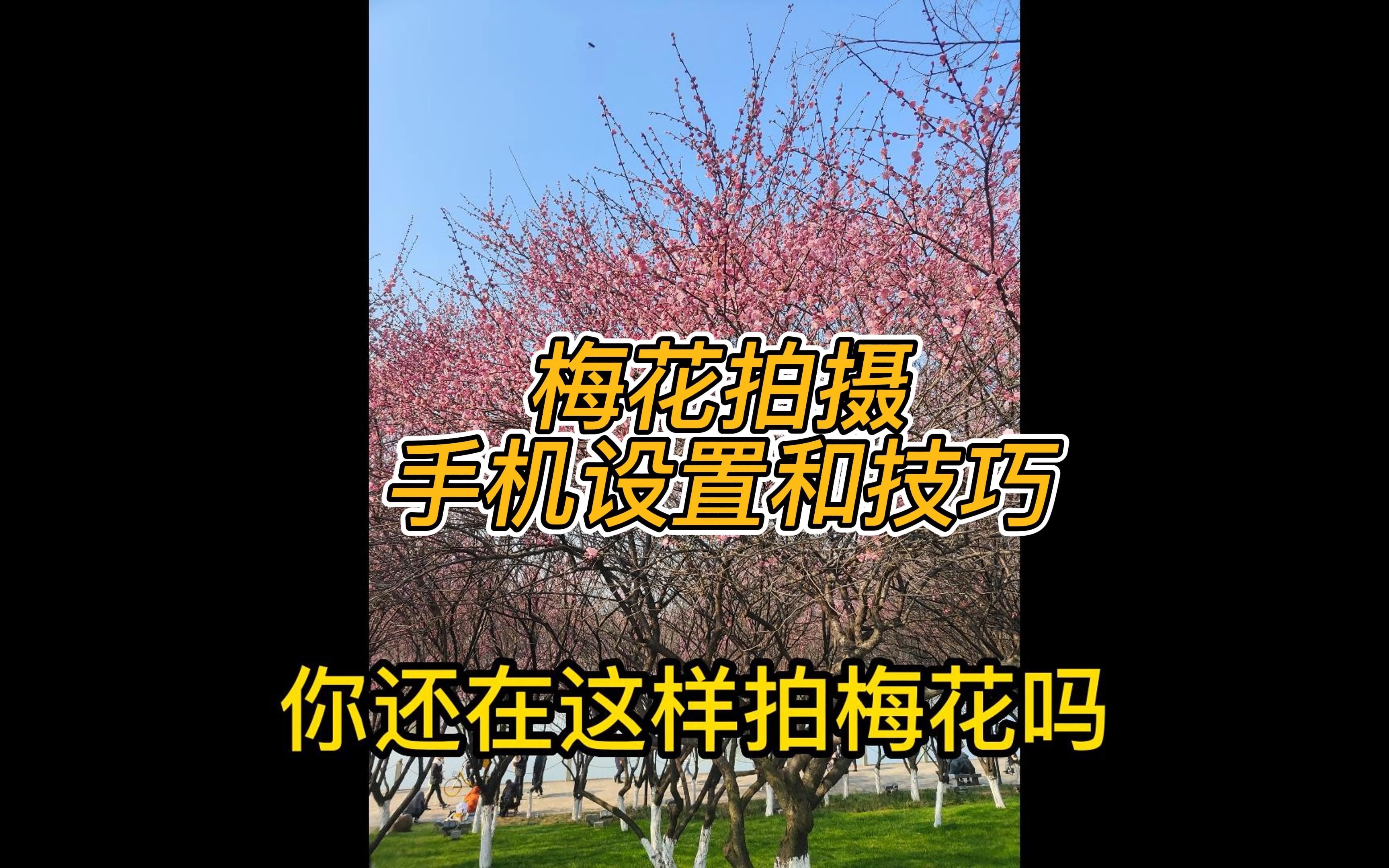 梅花盛开,你真的掌握拍梅花技巧了么?哔哩哔哩bilibili