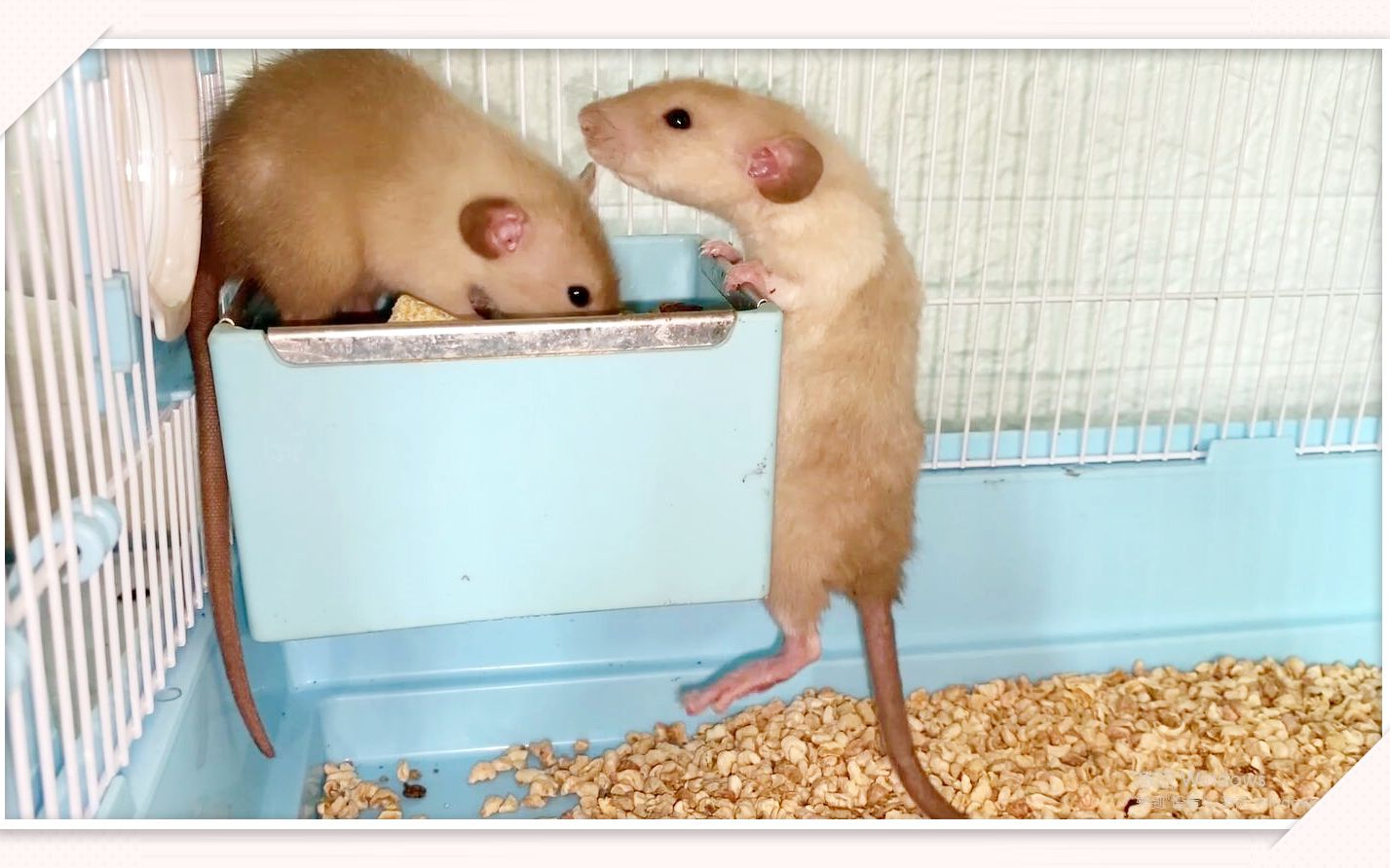 活动作品花枝鼠被野老鼠袭击好像受伤了