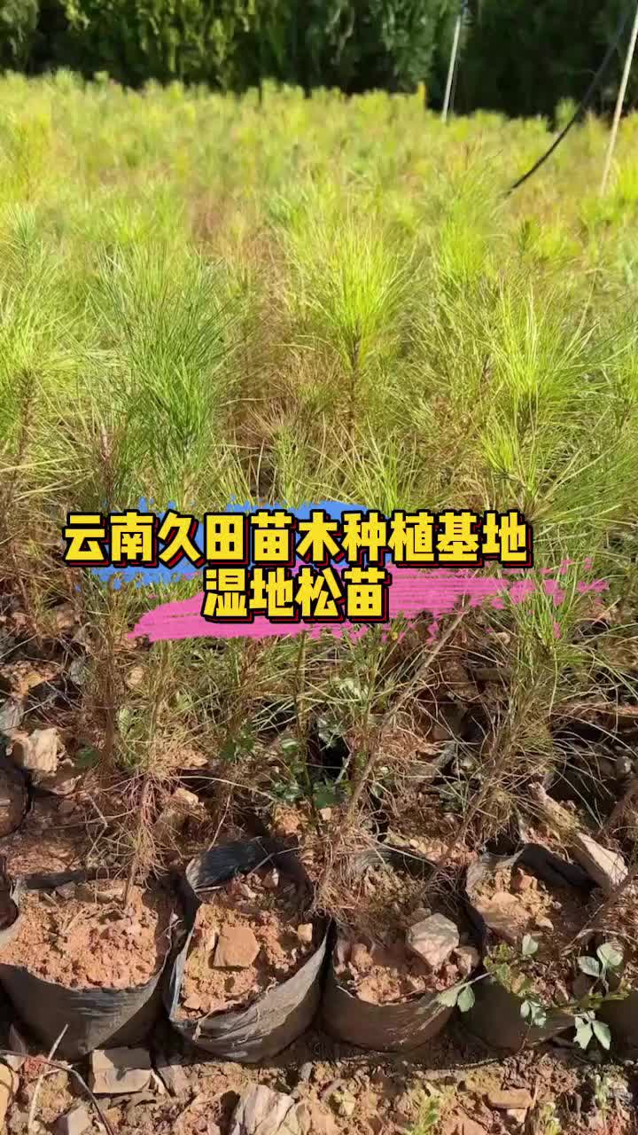 松树苗批发基地图片